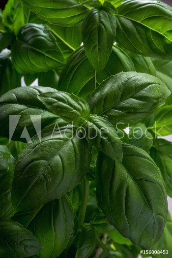 Picture of Bush basil